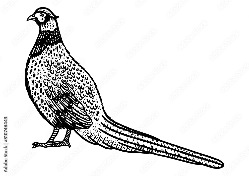 Fototapeta premium Common pheasant bird sketch PNG illustration