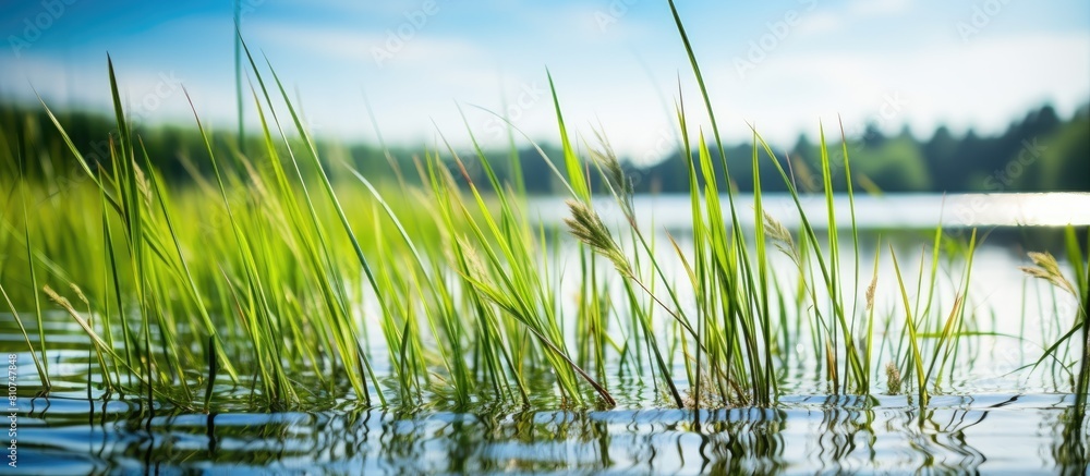 Obraz premium A sunny day showcases the reflection of the sky in the water of a pond surrounded by sedge A picturesque nature background with ample copy space