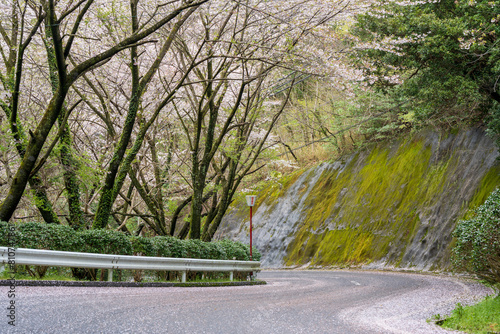 Mitoyo, Kagawa, Japan - April 9 2024 : Road to go to Asahiyama Shinrin Park ( Mt. Asahi Forest Park ). Cherry blossoms in full bloom in Shikoku island. photo