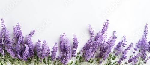 Copy space image of a white background adorned with vibrant lavender herbs