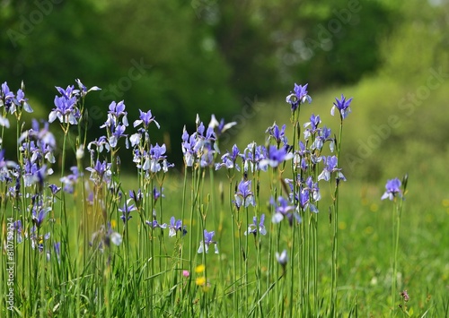 Sibirische Schwertlilie (Iris sibirica) im WWF Aureservat Marchegg
