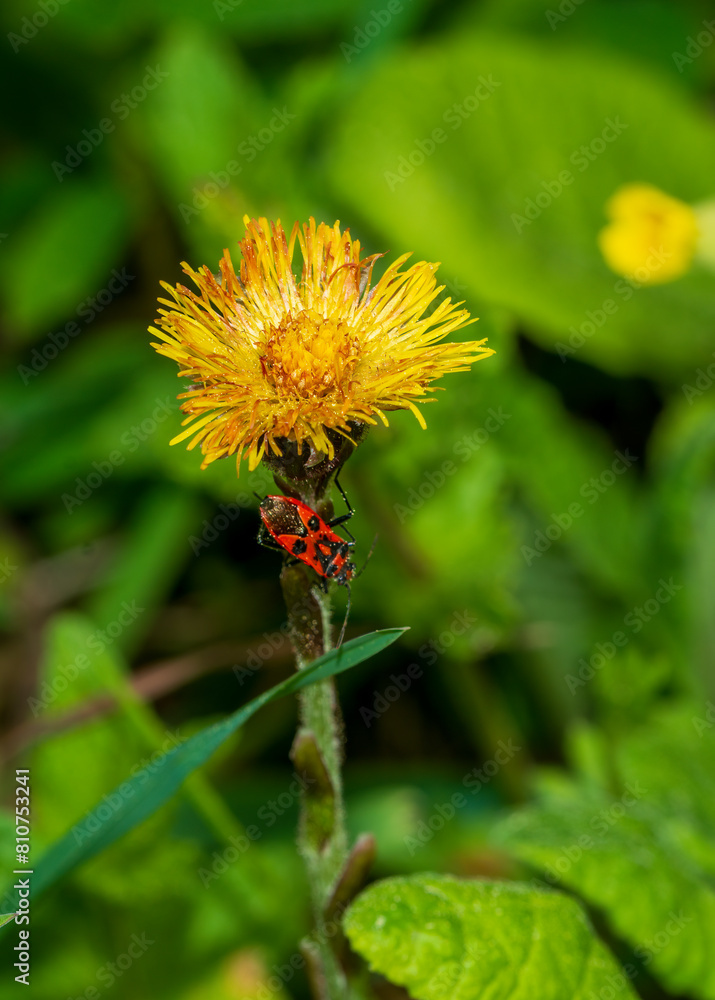 dandelion flower dandelion flower