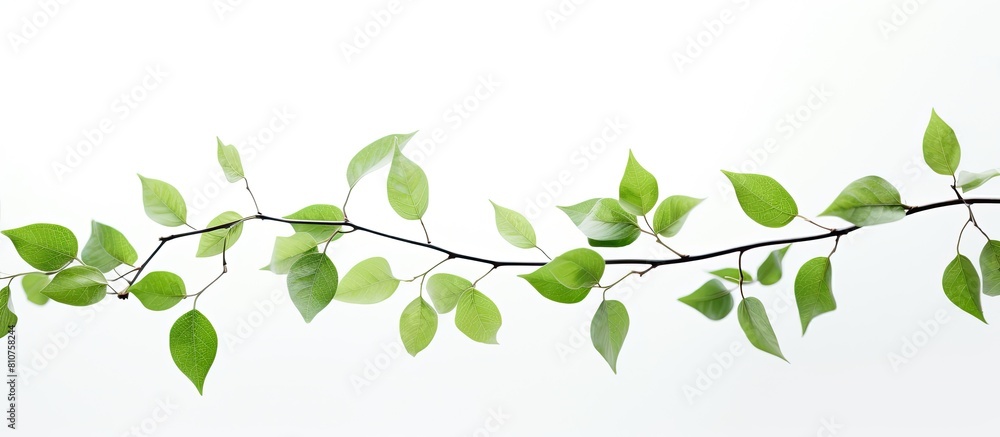 A stunning branch of green leaves against a white background perfect for adding copy space to your images