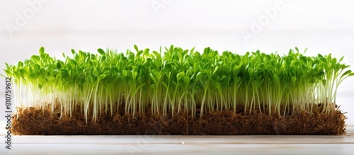 A copy space image of fresh wheat sprouts growing as microgreens at home on a white wooden background using a linen mat and a wheat sprouter for hydroponics photo