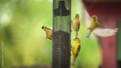 Small group of yellow finch birds flying to bird feeder, feeding outdoors in beautiful garden. Slow motion. photo