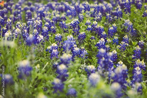 Field with Bluebonnets flowers and green grass in the afternoon