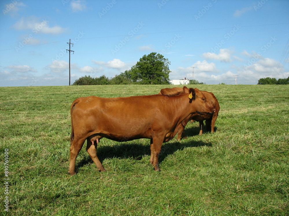 Of cows grazing in a vast green field during the daytime Of cows grazing in a vast green field during the daytime