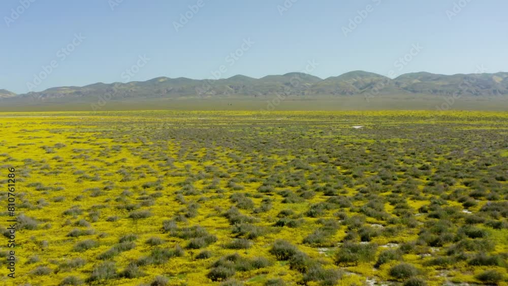 Drone view captures carpet of grassland, Carrizo plains at California. Beautiful grass and clear sky on top. Drone view captures carpet of grassland, Carrizo plains at California. Beautiful grass and clear sky on top.
