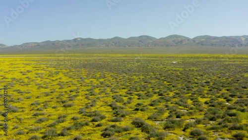 Drone view captures carpet of grassland, Carrizo plains at California. Beautiful grass and clear sky on top. photo