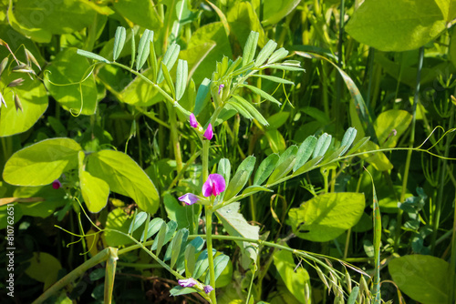 Beans with purple flowers, inflorescence, ordinary, beautiful, spring, summer