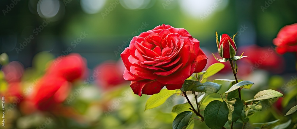 Obraz premium A beautiful view of a flowering garden depicting a vibrant red rose flower along with young rosebuds set against a blurred green background offers a captivating copy space image