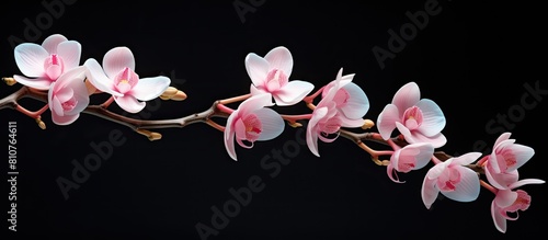 A pink orchid branch displayed in a vase against a black background leaving empty space for an image. Creative banner. Copyspace image