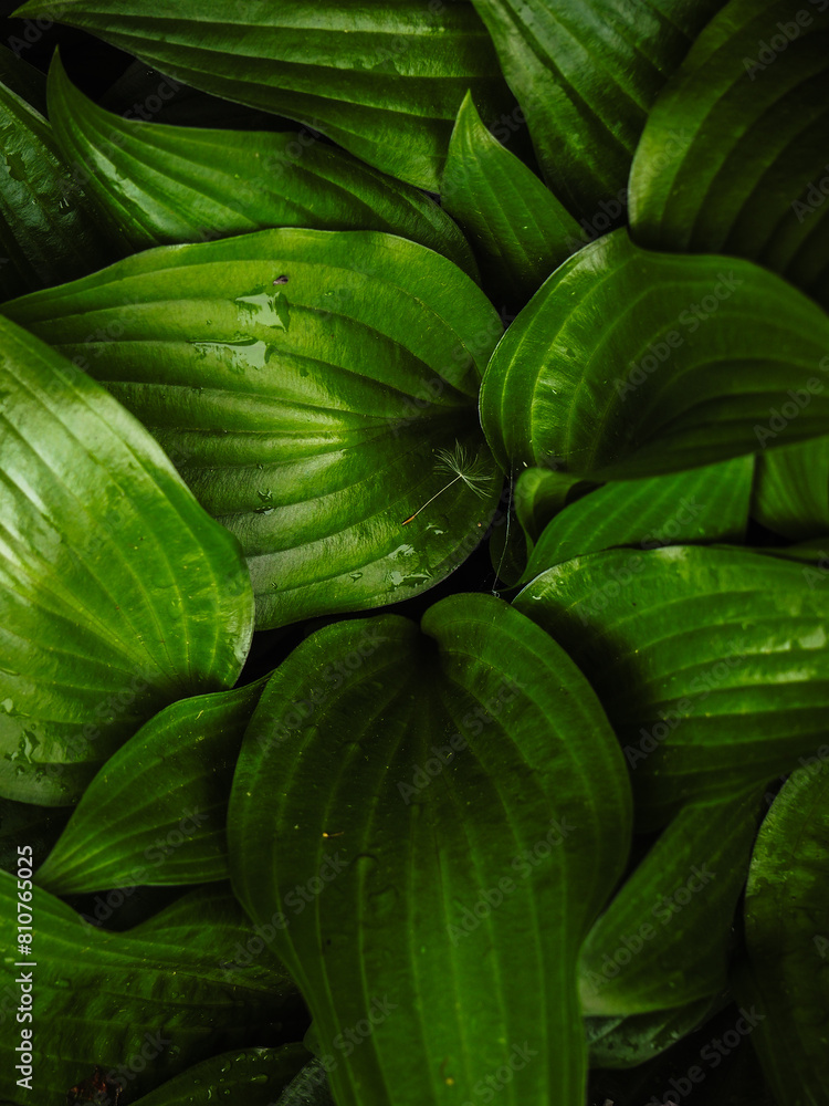 Fototapeta premium GREEN LEAVES