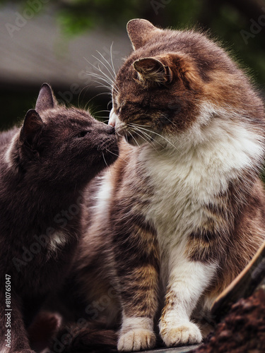 CAT KISS