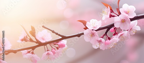 A soft and blurred sakura flower with ample copy space for an enchanting background image