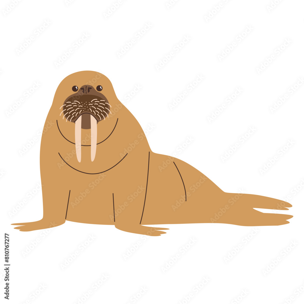 Obraz premium walrus hand drawing illustration on white background