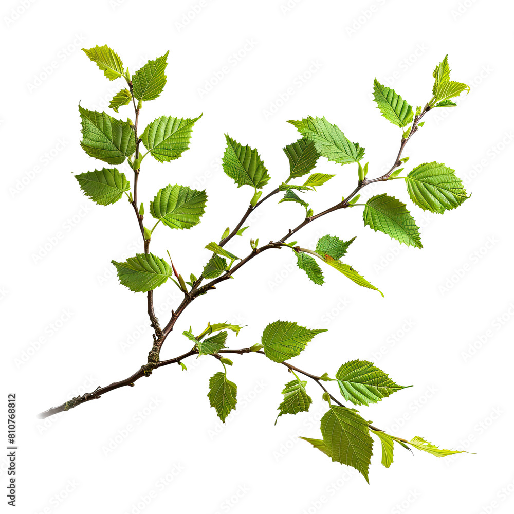 Elm Tree Branch, Generative AI Elm Tree Branch, Generative AI