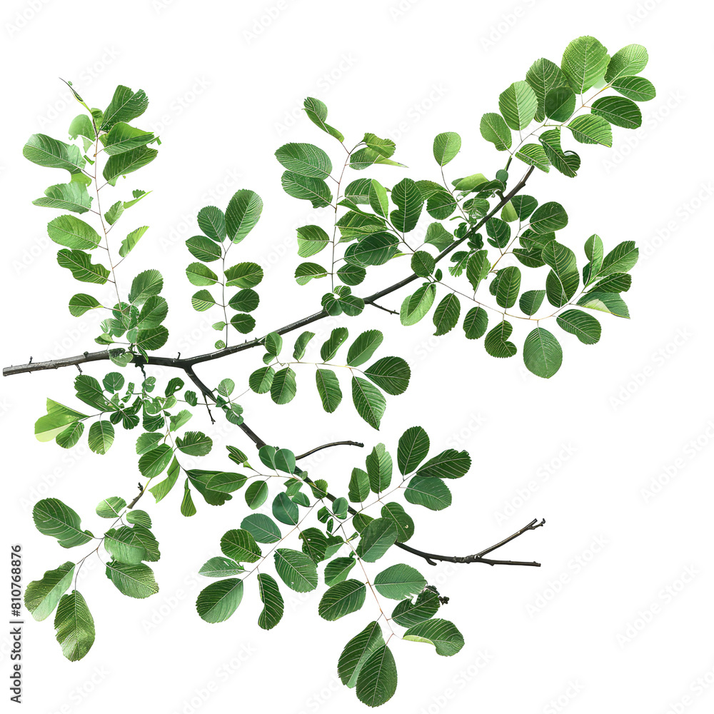 Obraz premium Elm Tree Branch, Generative AI