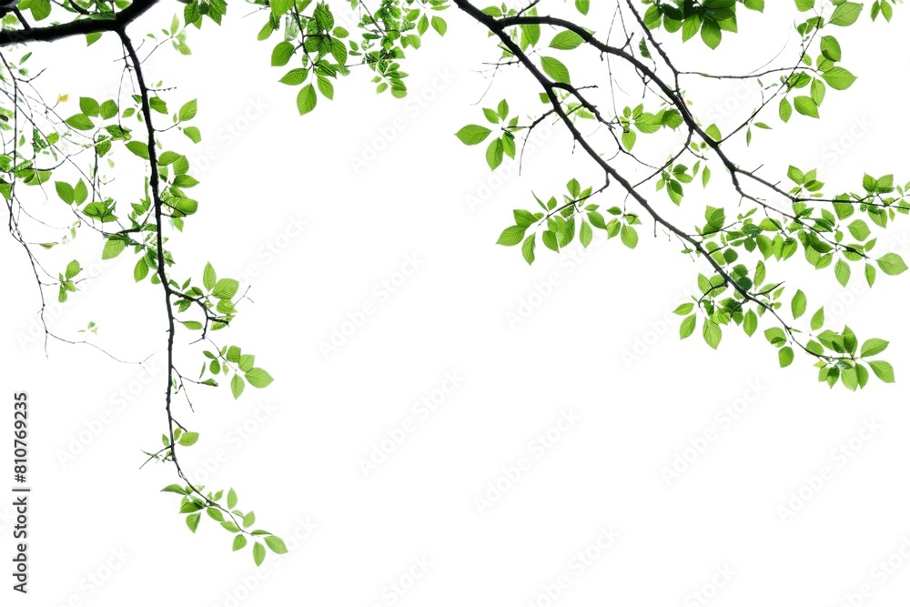 Vector clipart of a green leaf on a transparent background, featuring fresh summer foliage with high-resolution detail, ideal for environmental logos or design overlays. Vector clipart of a green leaf on a transparent background, featuring fresh summer foliage with high-resolution detail, ideal for environmental logos or design overlays.