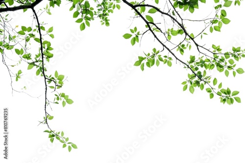 Vector clipart of a green leaf on a transparent background, featuring fresh summer foliage with high-resolution detail, ideal for environmental logos or design overlays.