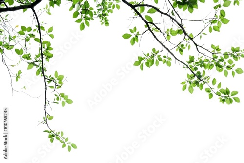 Vector clipart of a green leaf on a transparent background  featuring fresh summer foliage with high-resolution detail  ideal for environmental logos or design overlays.