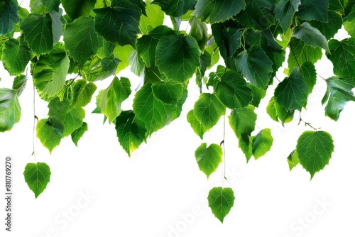 Vector clipart of green ivy leaves on a transparent background, ideal for logos or overlays, showcasing fresh foliage with high-resolution textures.