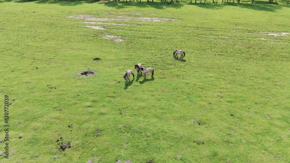 Wild Horses and Auroxen Cows in Field in National Park in Latvia of the Lake Pape. Wild Konik Polski Horses and Cows Grazing on Meadow Sunny Day. Wild Horses and Auroxen Cows in Field in National Park in Latvia of the Lake Pape. Wild Konik Polski Horses and Cows Grazing on Meadow Sunny Day.