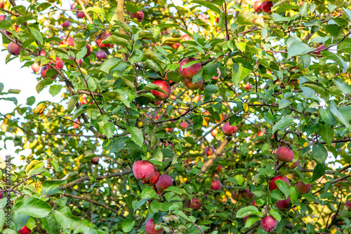 A tree full of ripe apples