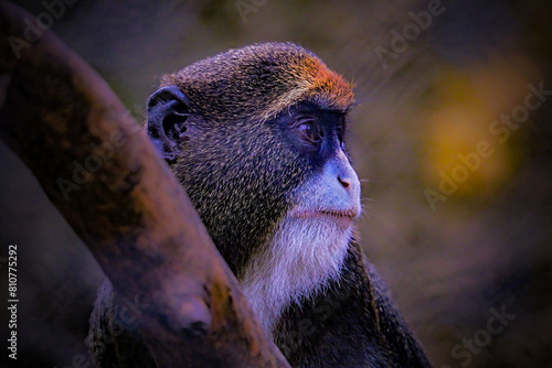 close up of a de brazza monkey photo