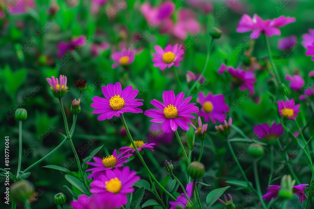 Vibrant purple daisy flowers in a lush green field Vibrant purple daisy flowers in a lush green field