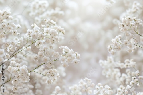 Soft white floral background © Balaraw