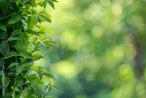 Lush green foliage with blurred background