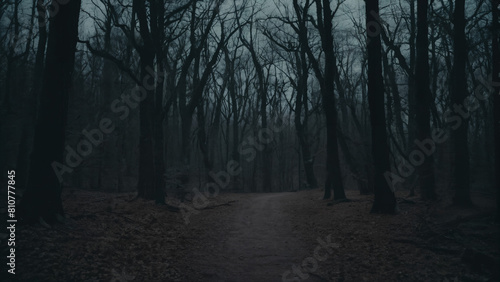 path in the woods with no leaves on it