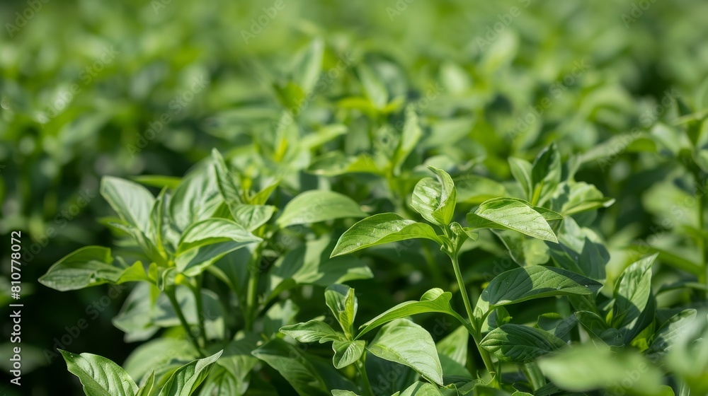 Lush green foliage in the garden Lush green foliage in the garden