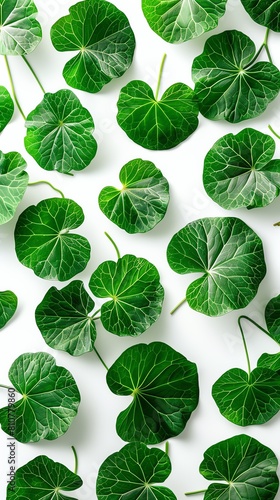 Gotu Kola leaf pattern designed as a seamless background, ideal for wellness and spa themes, isolated on white