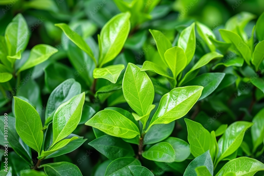 Lush green foliage in the garden Lush green foliage in the garden