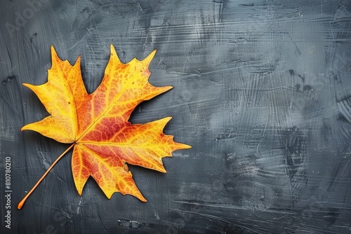 Vibrant autumn maple leaf on dark textured background