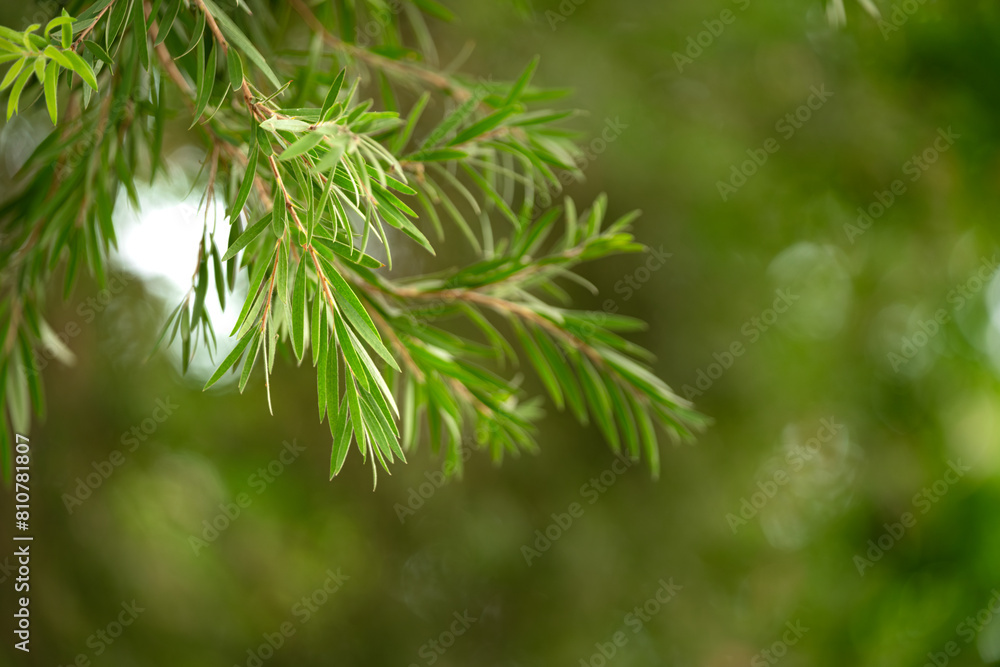 Green leaf trees deciduous trees and wind blowing leaves and trees against a green blurred background of bokeh. Rich natural ecosystem of the forest, concept of conservation forest. Green leaf trees deciduous trees and wind blowing leaves and trees against a green blurred background of bokeh. Rich natural ecosystem of the forest, concept of conservation forest.