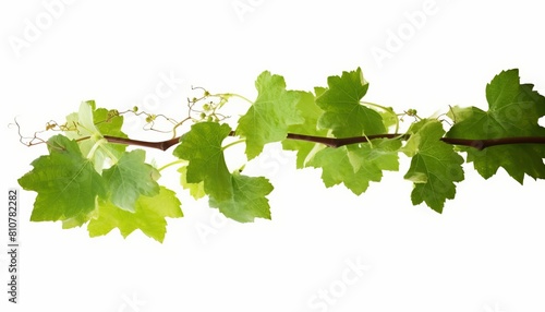 Wallpaper Mural AI generated illustration of vine leaves on a white background with copy space Torontodigital.ca