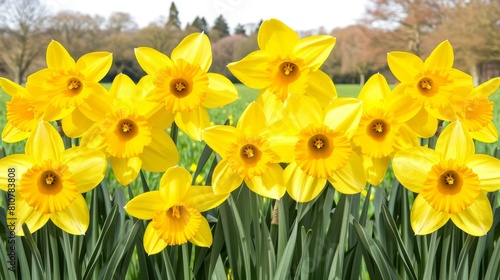 Vibrant yellow daffodil flowers in bloom