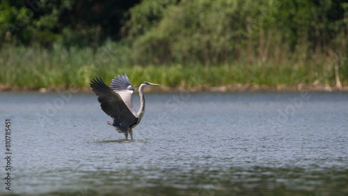 Ardea cinerea aka grey heron. Huge bird is flying above the pond in Czech republic. Elegant position. photo