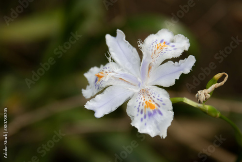 Summer Concept, Blooming white Iris Japanica Flower