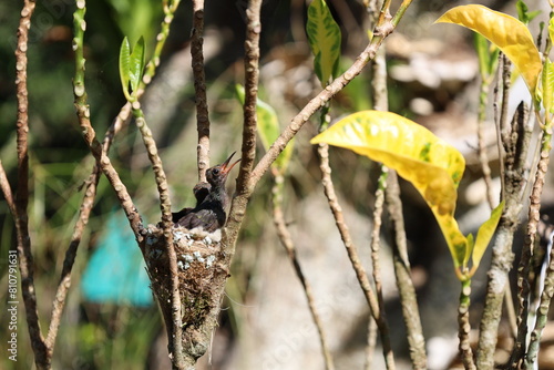 Young white-throated mountain-gem hummingbirds (Lampornis castaneoventris) in their nest in Corcovado National Park, Costa Rica