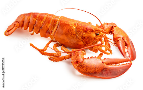 Steam Lobster on white background, Cook Canadian Lobster isolate on white with clipping path.