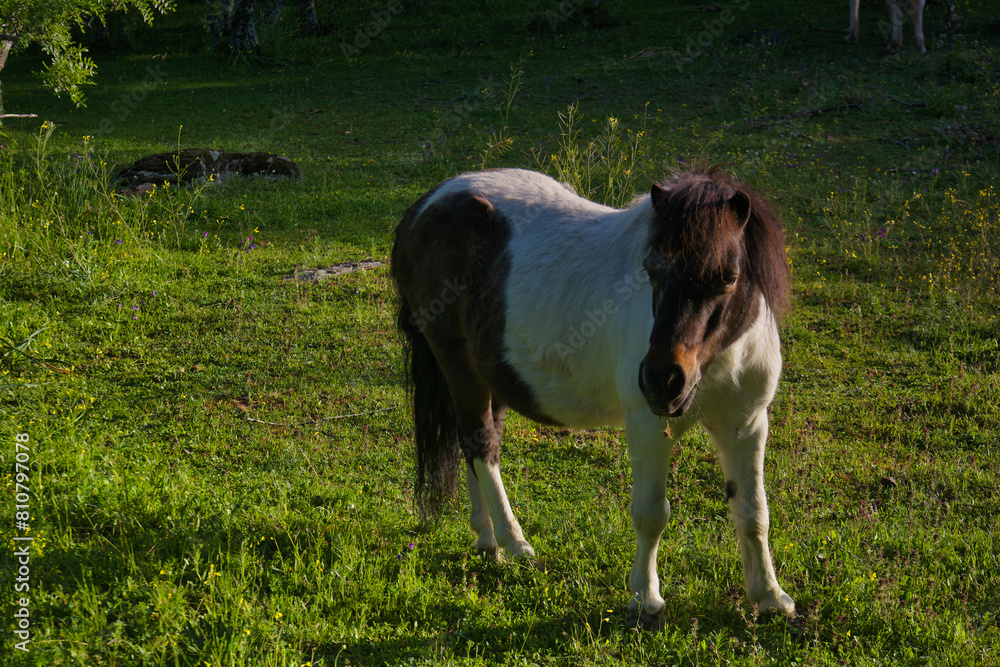 Obraz premium horse, animal, outdoors, nature, breeding, farm, view, plants, s