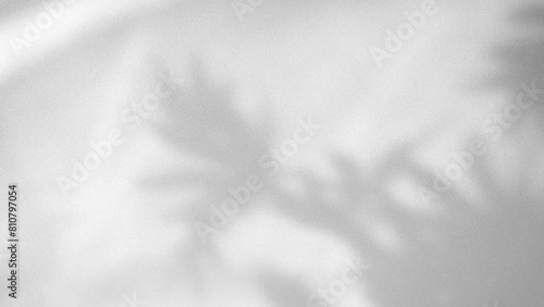 interior wall  studio  of moving leaves, sunlight, natural shadows overlaid on a white background.Summer concept photo