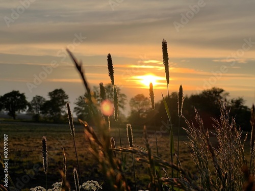 Sonnenuntergang Acker Landschaft Pflanzen
