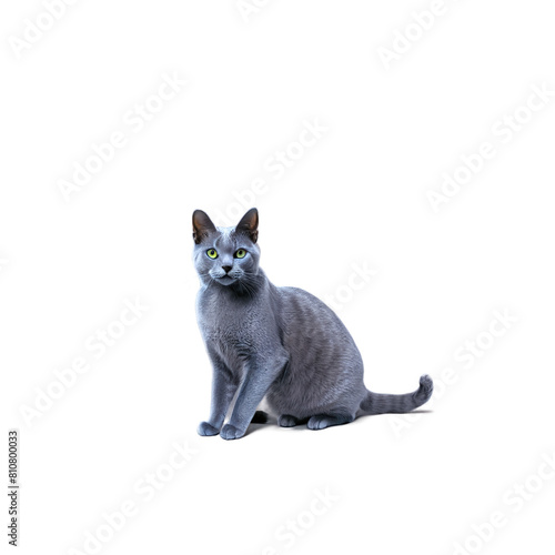 Russian Blue Cat isolated on a transparent background