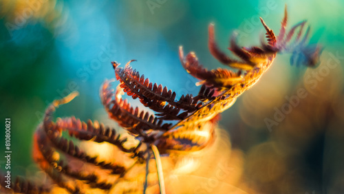 Macro de fougères sauvages, en automne photo