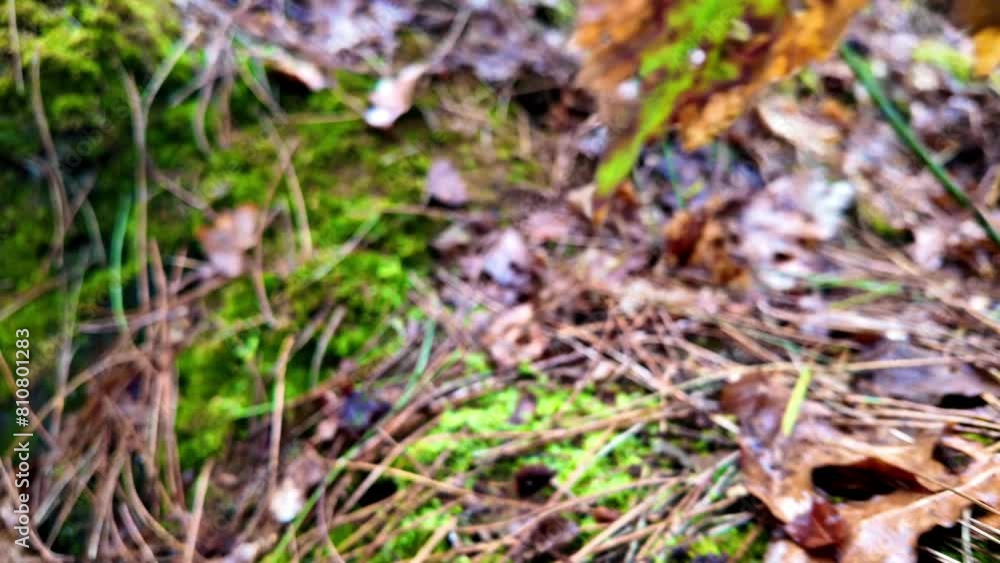 This close-up video captures the intricate details of the forest floor, showcasing the vibrant contrast between the autumnal leaves and the lush green moss. The footage moves through various textures This close-up video captures the intricate details of the forest floor, showcasing the vibrant contrast between the autumnal leaves and the lush green moss. The footage moves through various textures